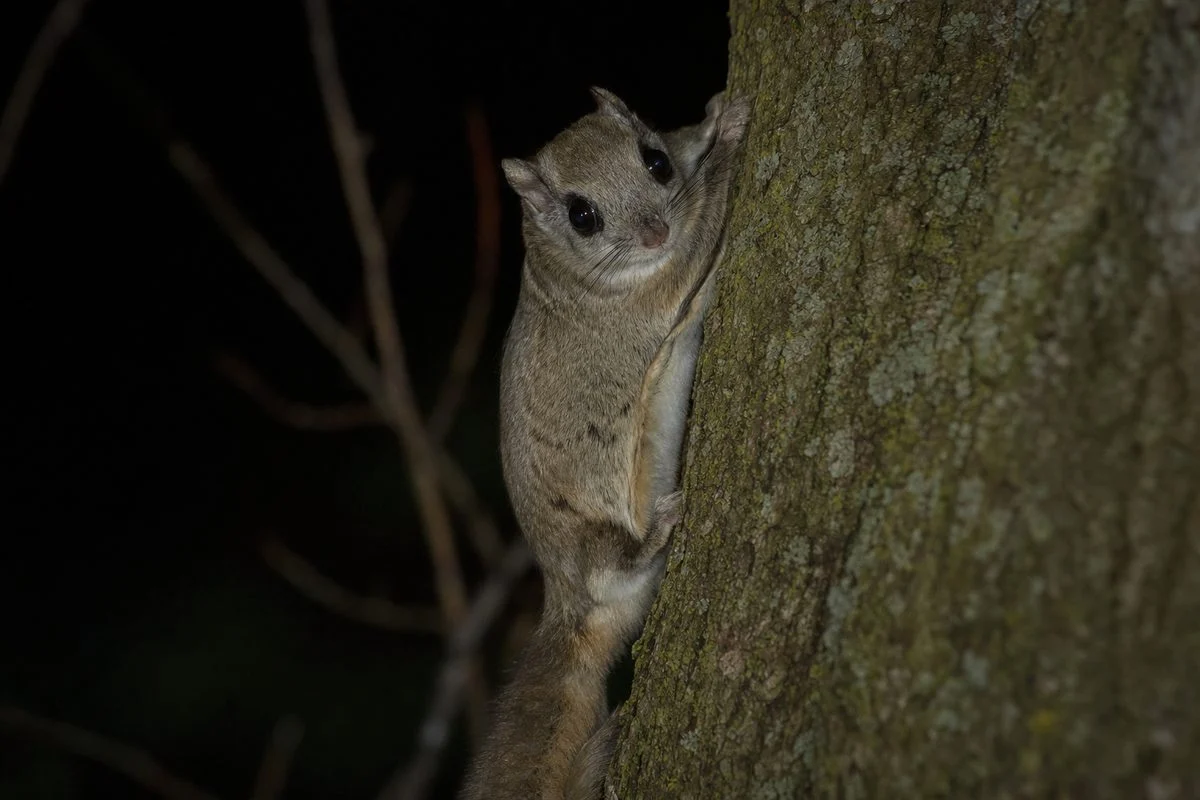 Flying Squirrels and Diseases: What You Need to Know