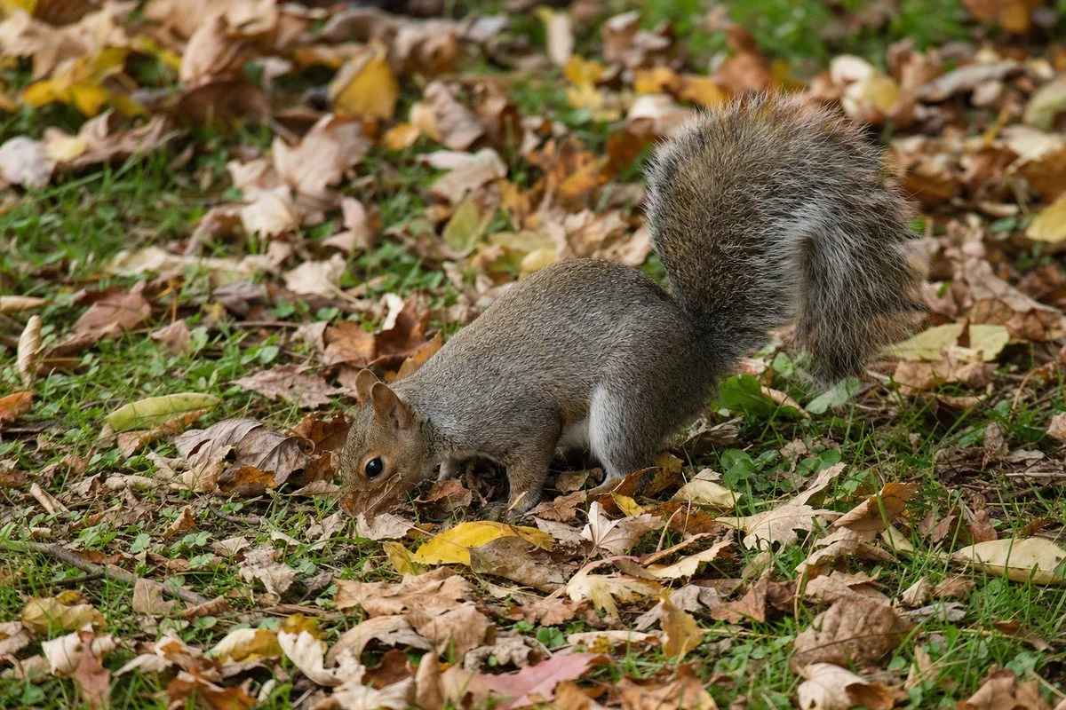 Do Squirrels Bark?