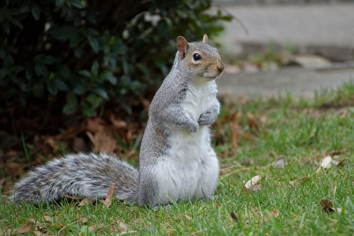 The Secret Life of Eastern Grey Squirrels: Unveiling Their Lifespan