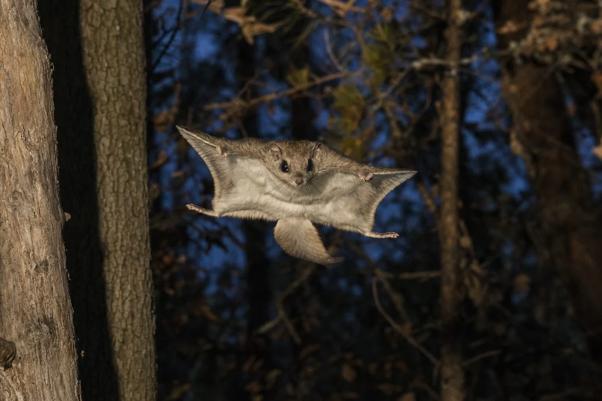 Flying Squirrel Facts: Unveiling the Secrets of These Aerial Acrobats