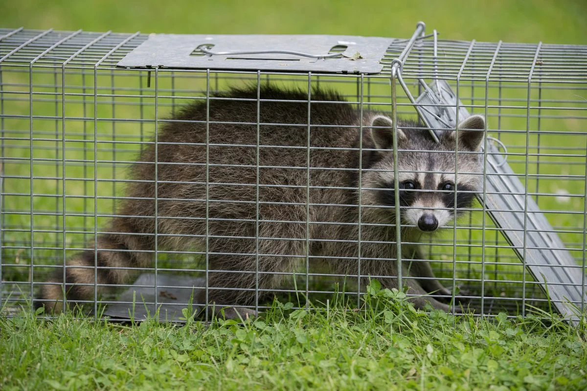 How Do You Handle Raccoons: Safe and Ethical Methods