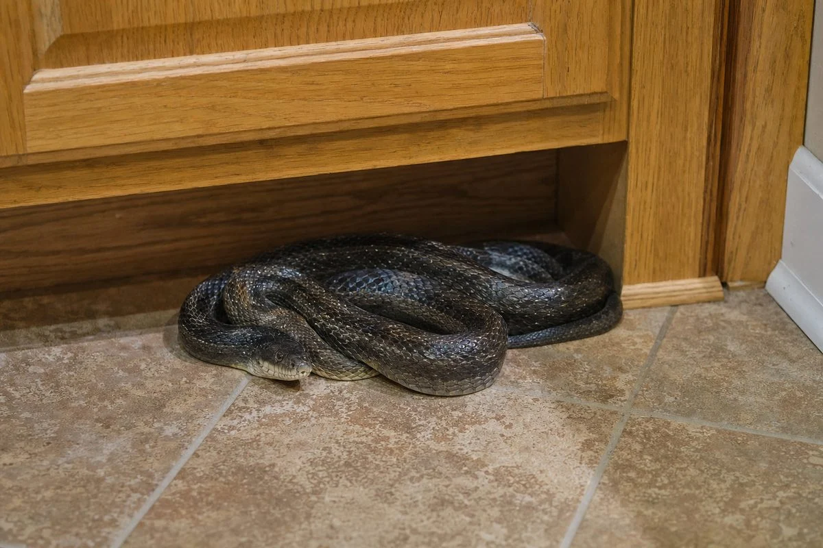 How Long Will A Snake Stay In Your House?