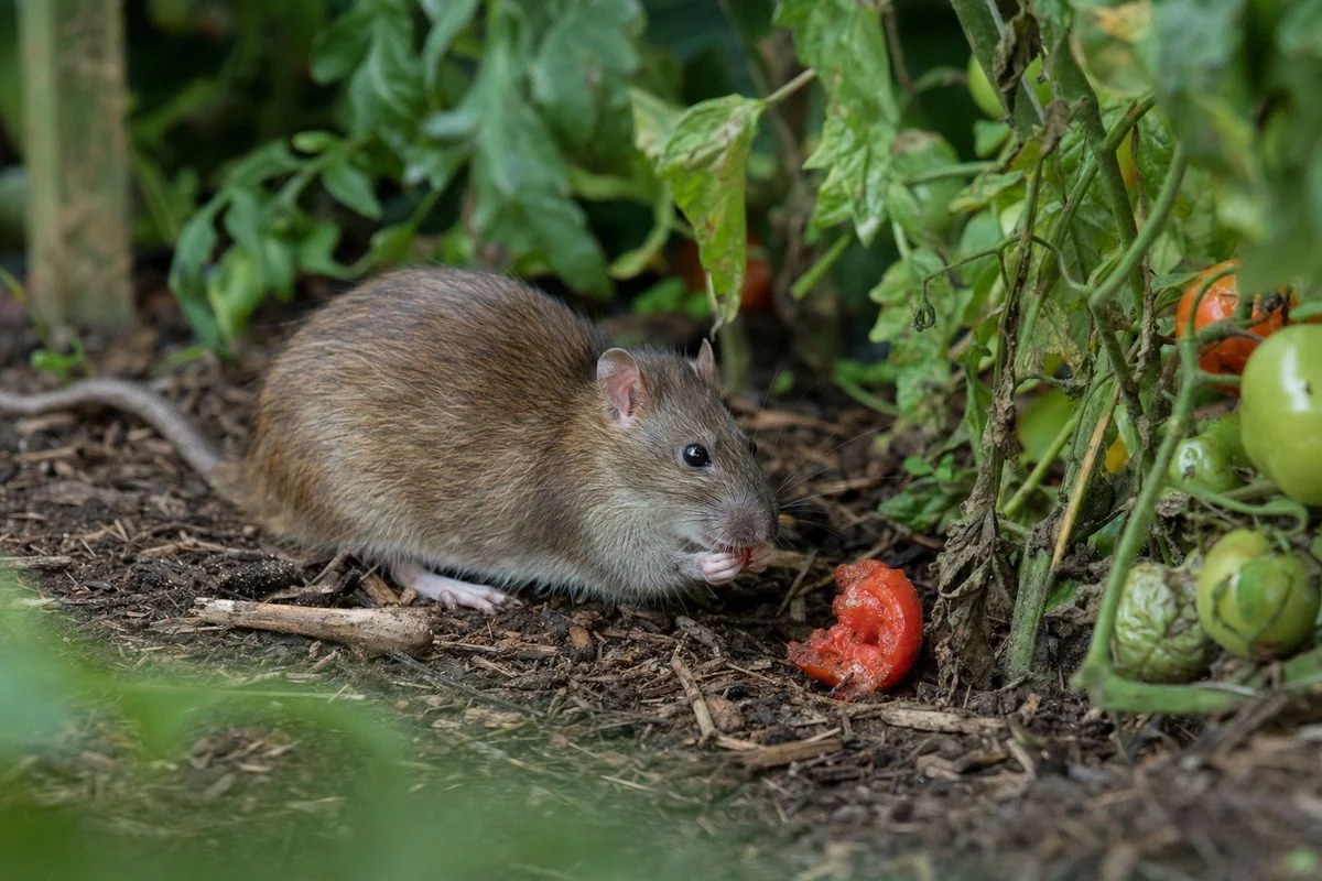 How to Get Rid of Rats in the Garden: Effective Methods & Tips