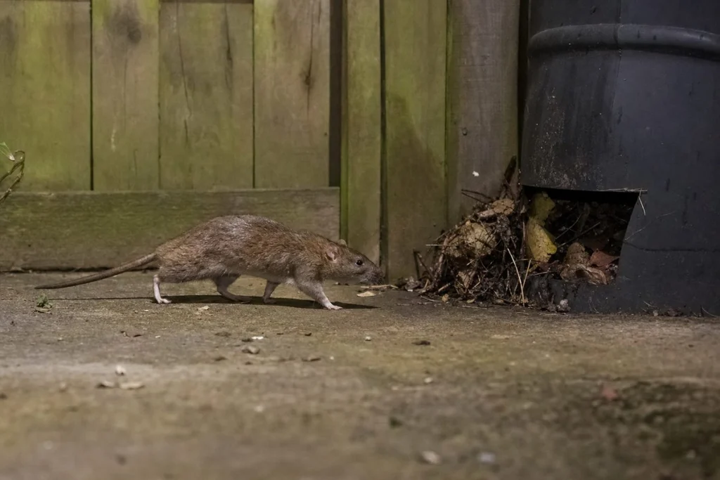 How to Get Rid of Rats Outside: Effective Backyard Pest Control