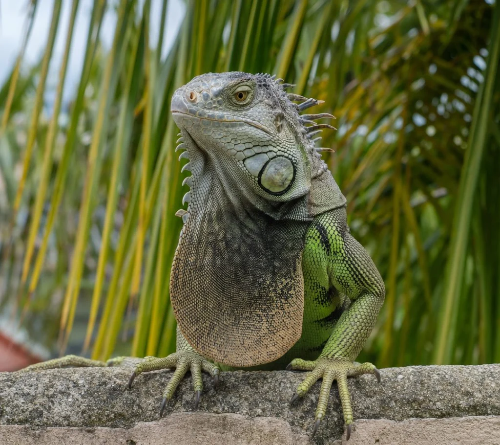 Lizards
