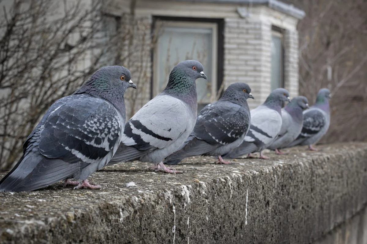 Lung Disease Caused By Pigeons