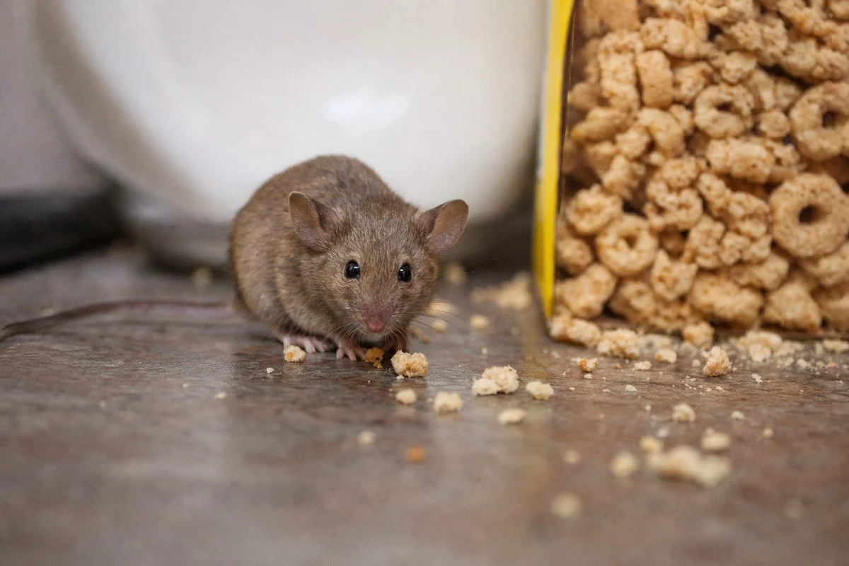 Natural Ways to Kill Mice: Humane and Effective Solutions