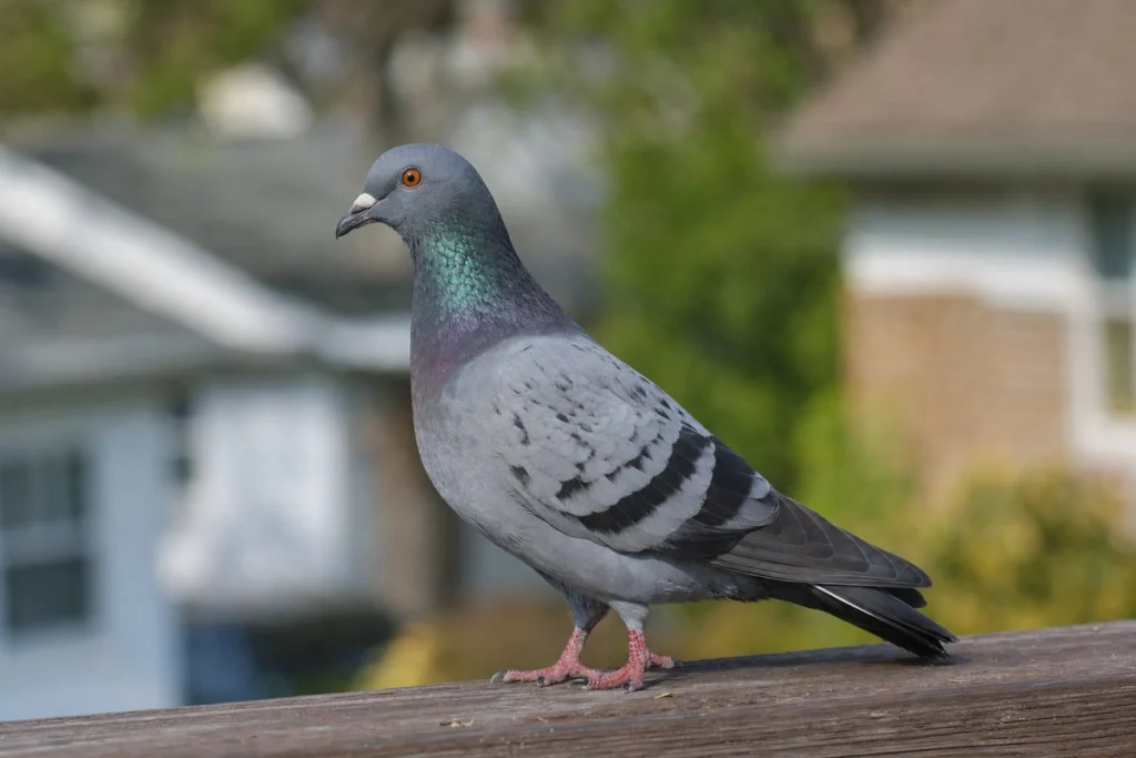 Pigeon Biology
