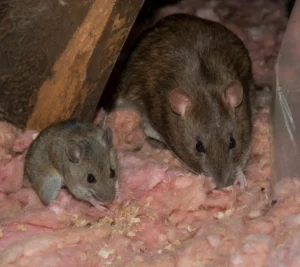 Rodents Attic