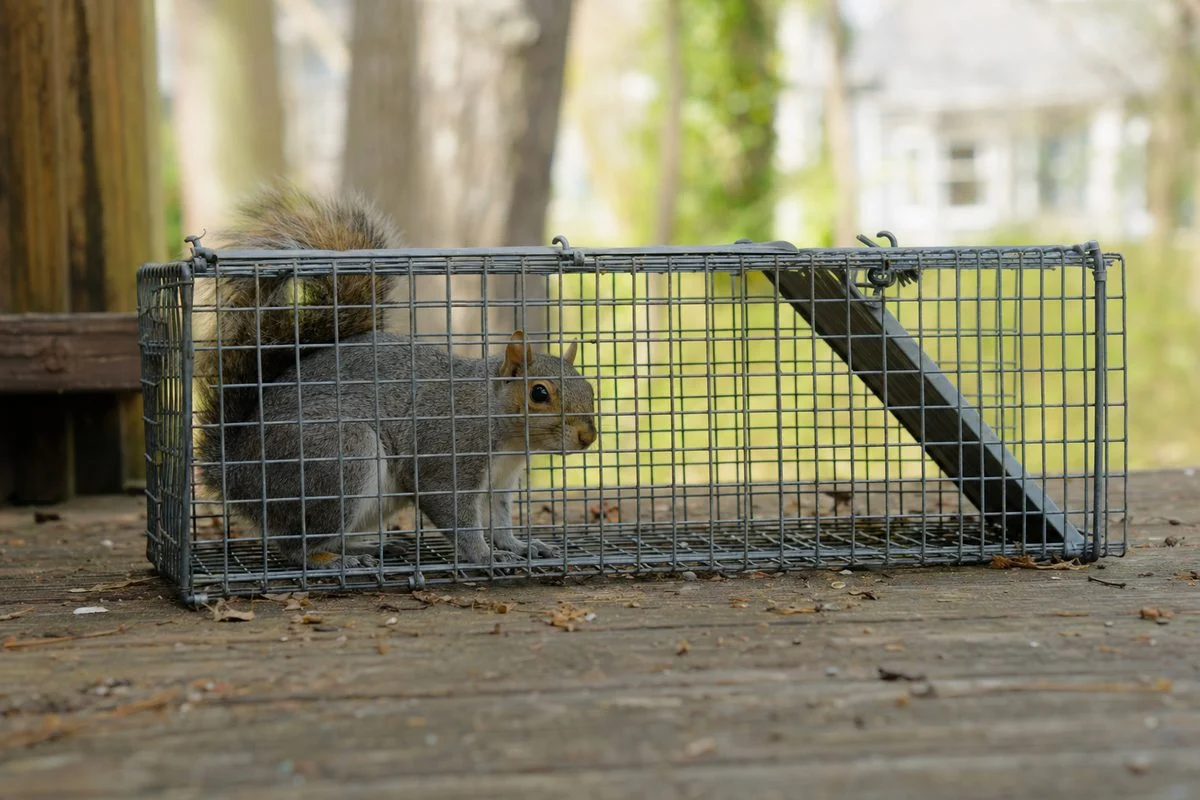 Squirrel Trapping Laws
