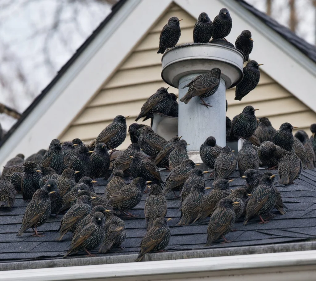 Starlings