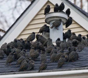 Starlings