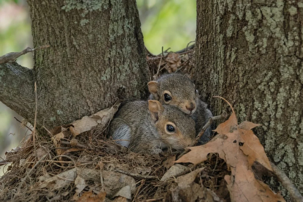What Are Baby Squirrels Called? Discover Their Adorable Names