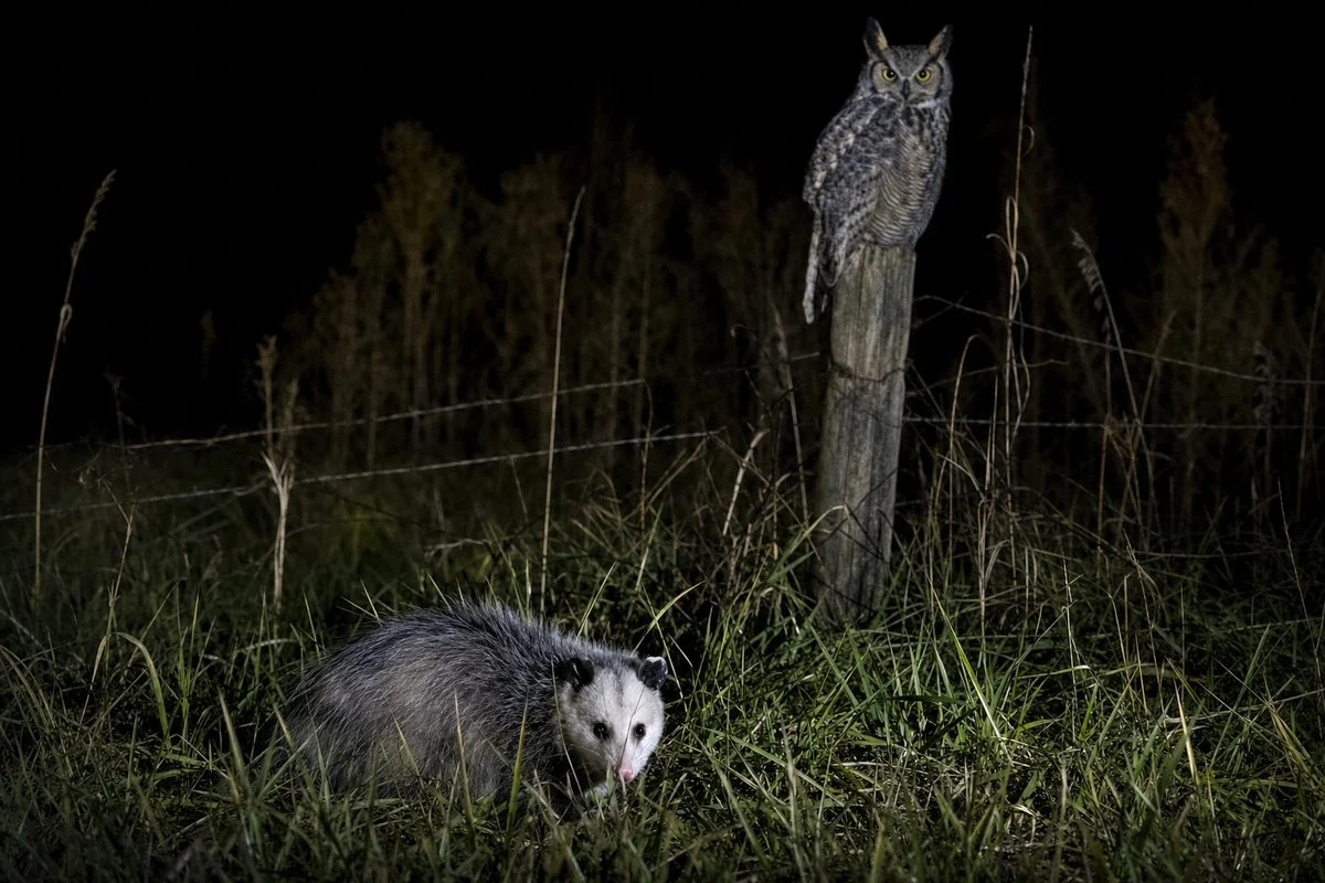 What Are Opossums' Predators?
