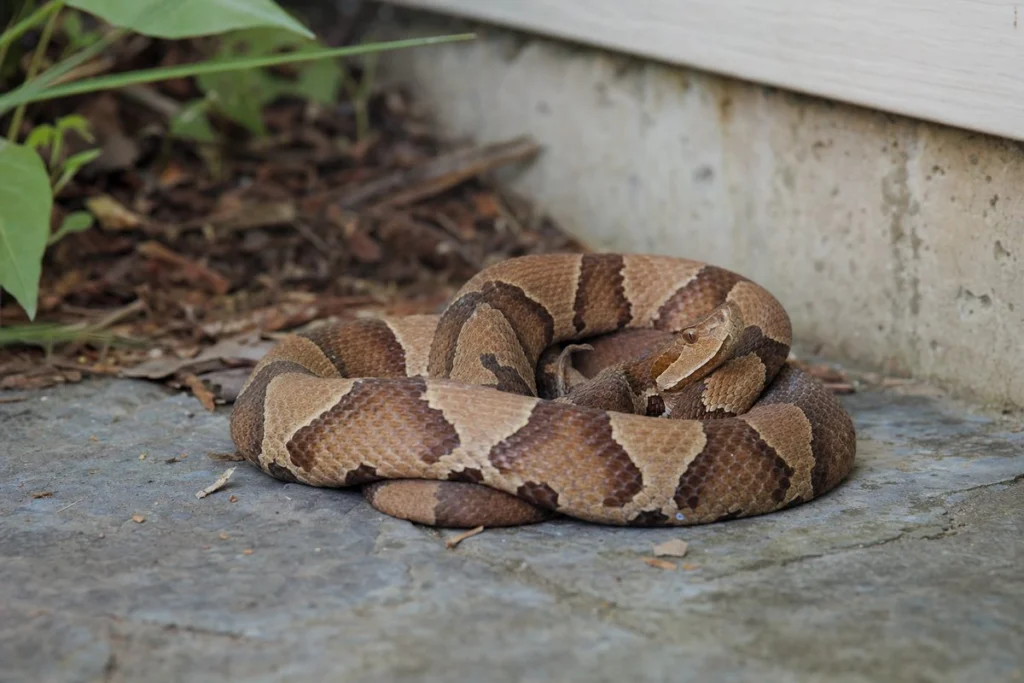 What Are The Dangers Of Snakes?