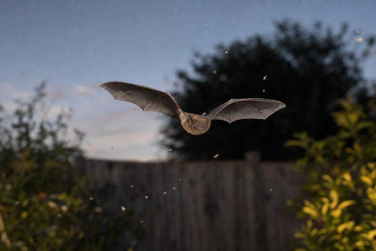 What Do Bats Do?