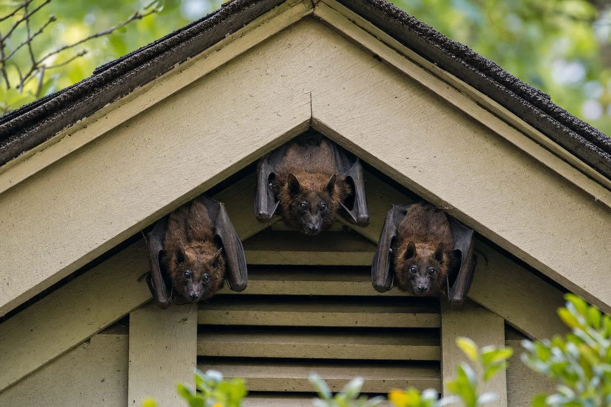 What do bats hate the most?