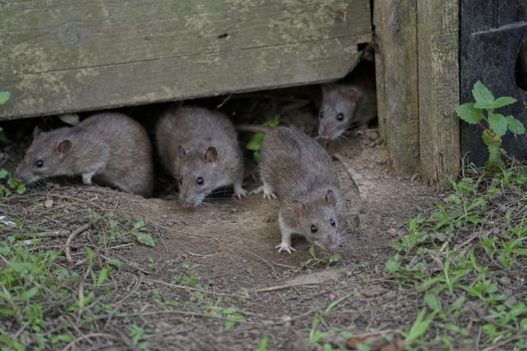 What Do You Call a Group of Rats? Surprising Colony Names Revealed