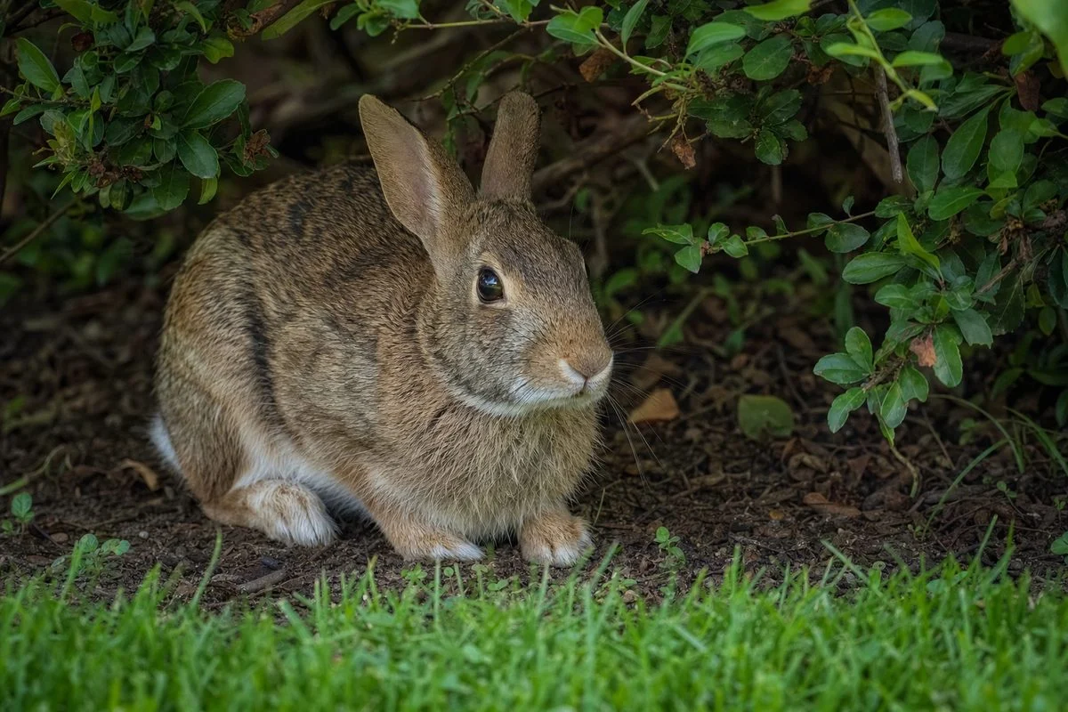 What is the 3 3 3 rule for rabbits?
