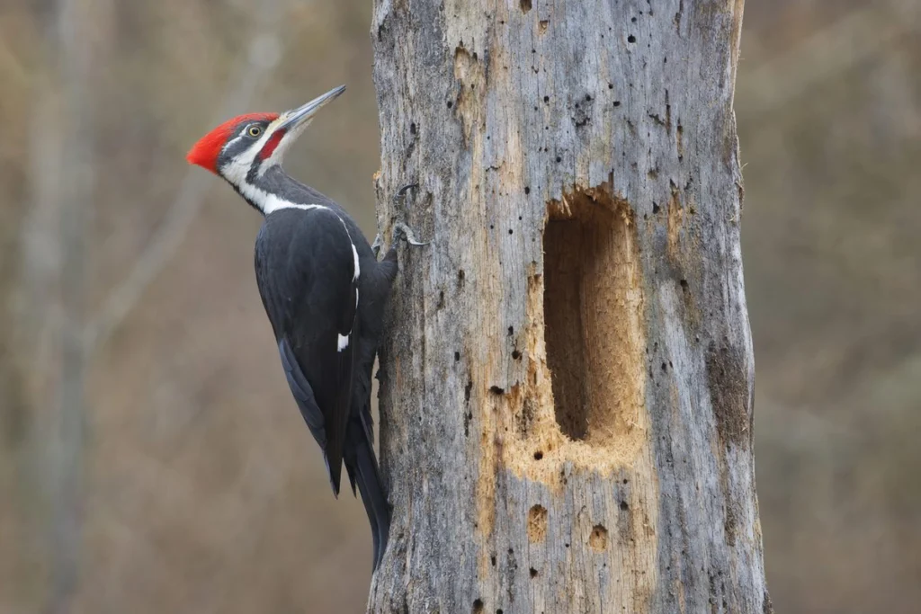 What Is the Largest Woodpecker Ever Recorded?
