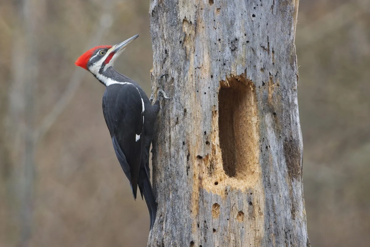 What Is the Largest Woodpecker Ever Recorded?
