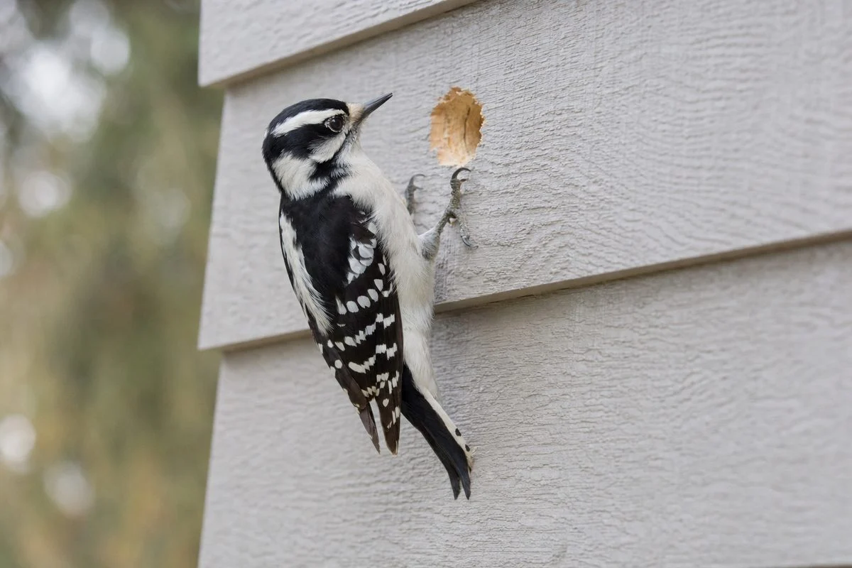 What smell do woodpeckers hate?