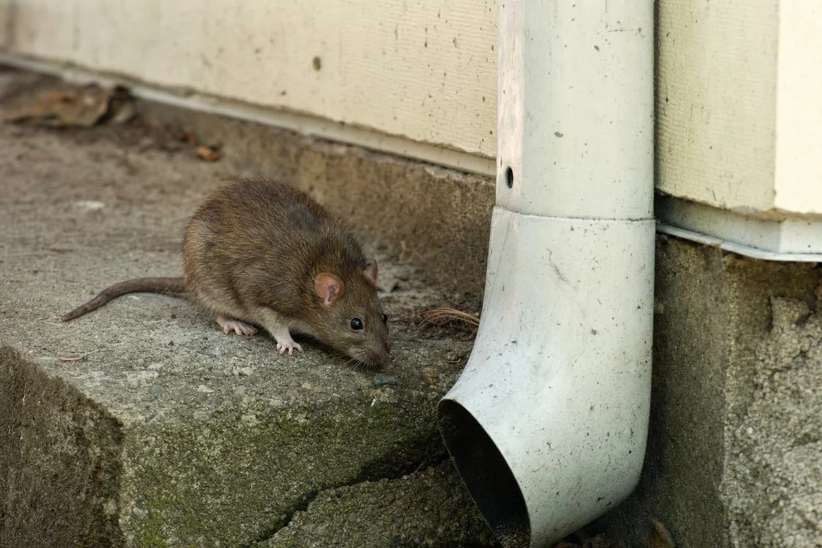 When Is the Breeding Season of Rodents?