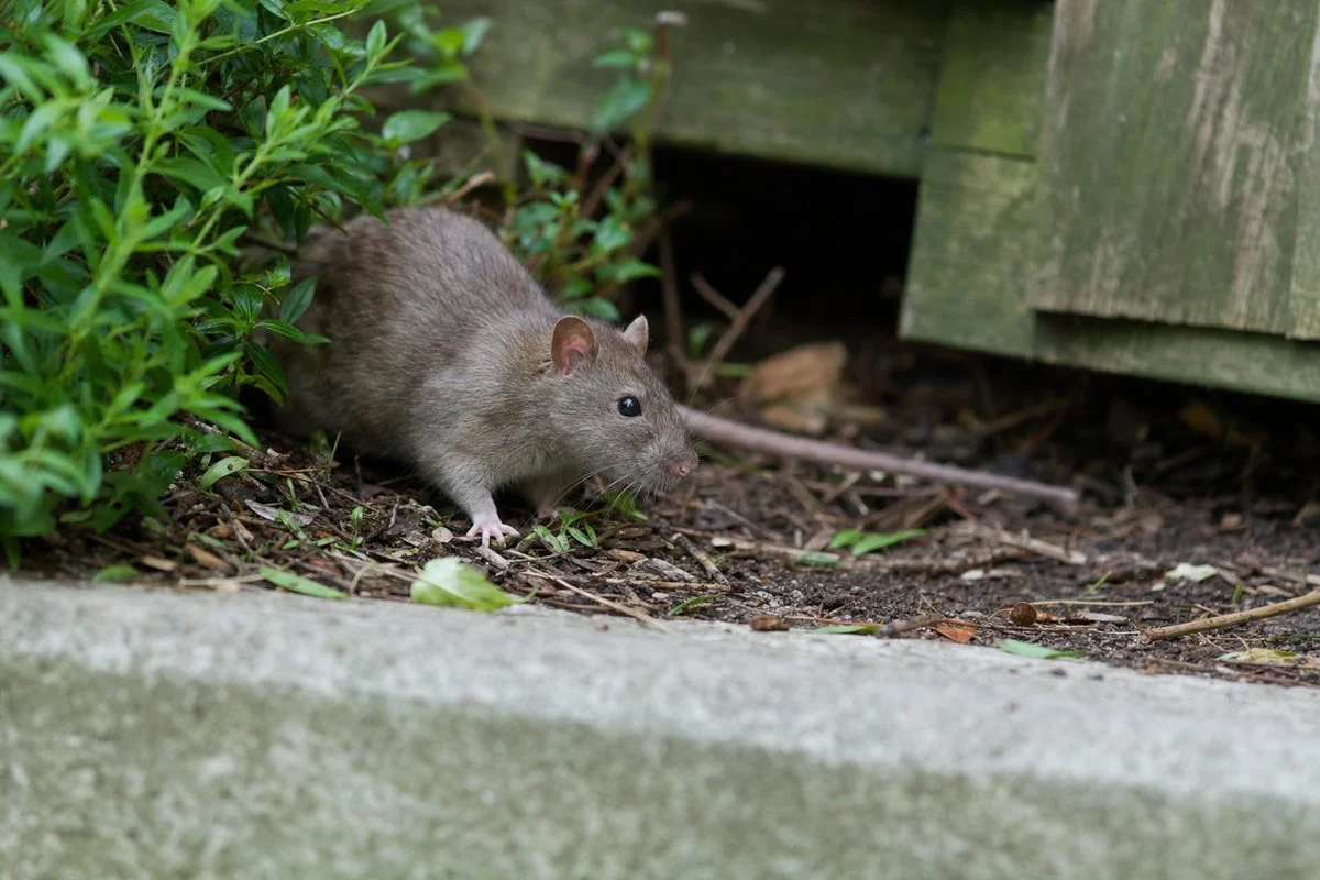 Where Did Rats Originate