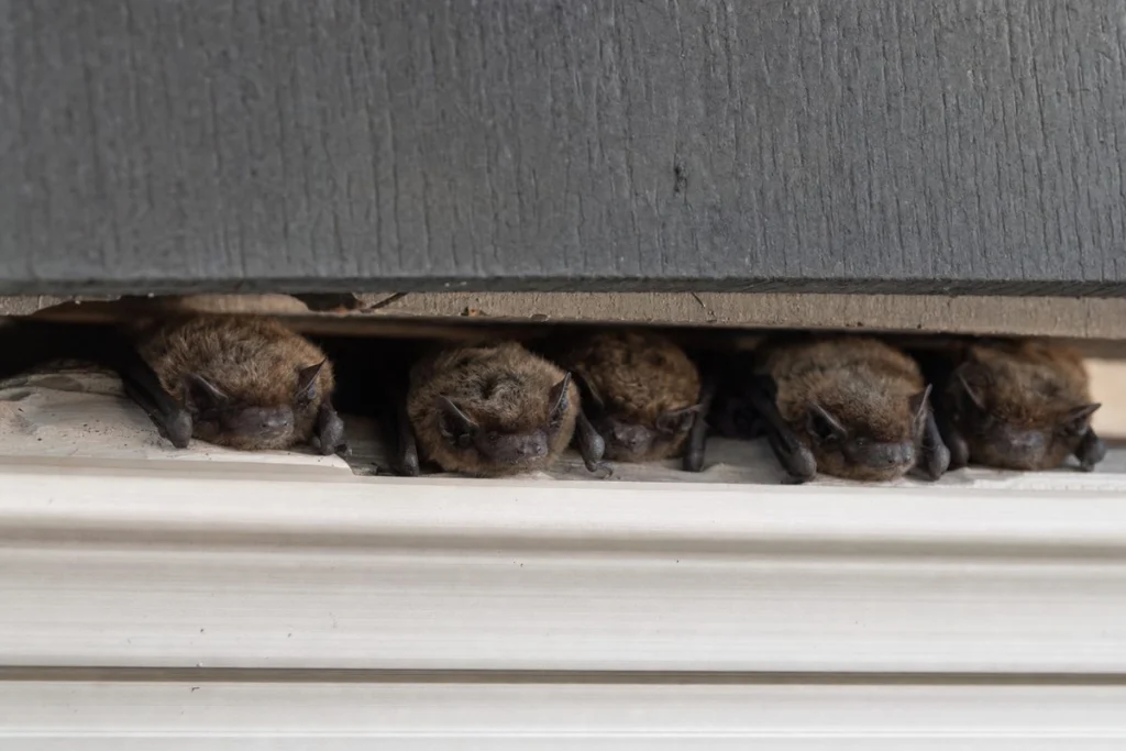 Where Do Bats Live?