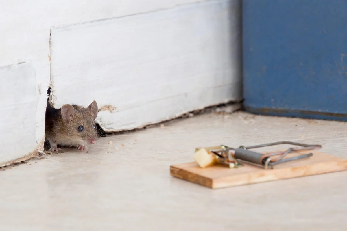 Will Mice Leave If They See a Dead Mouse?